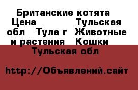 Британские котята › Цена ­ 3 000 - Тульская обл., Тула г. Животные и растения » Кошки   . Тульская обл.